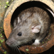 Image for article titled OMFG: Giant Rats Are Taking Over The Planet
